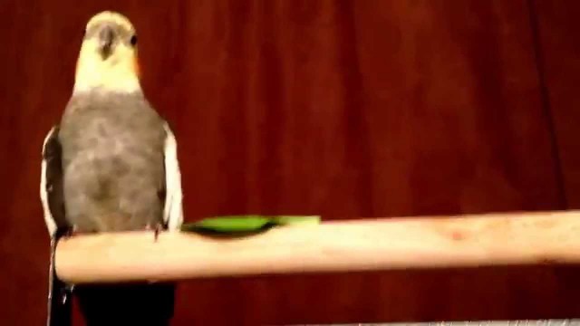 'Pepper yells at healthy food'