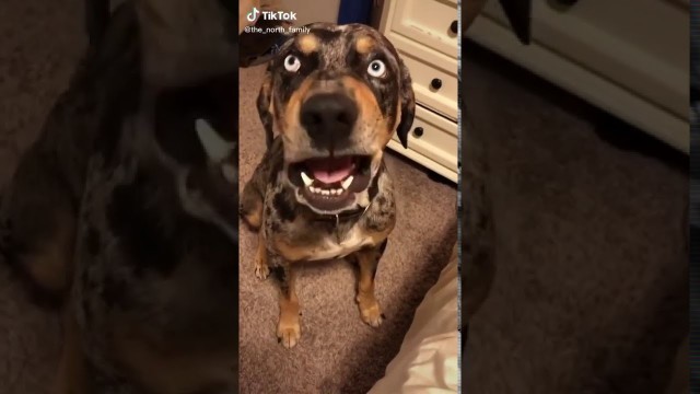 'Dog Talks Back to Owner | Funny Tik Tok Pets'