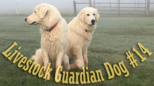 'Livestock Guardian Dog Series - Large Breed Food Selection/Grading'