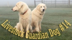 'Livestock Guardian Dog Series - Large Breed Food Selection/Grading'