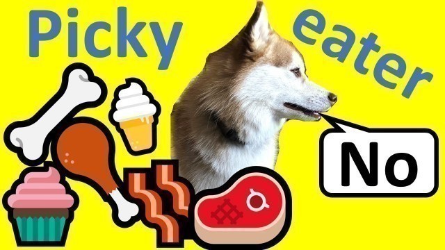 '5 simple tips to make our picky Pomsky eat her dry food   (Picky eater dog training)'