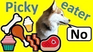 '5 simple tips to make our picky Pomsky eat her dry food   (Picky eater dog training)'