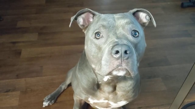 'Cute Pitbull Talks For His Food So Smart For A Dog 