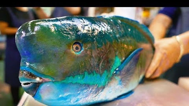 'Japan Street Food - GIANT HUMPHEAD PARROTFISH Sashimi Okinawa Japanese'