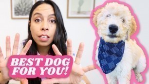 'Picking out a dog? WATCH! 