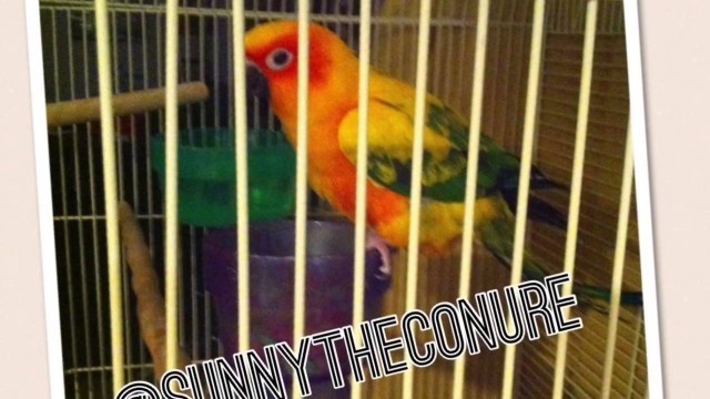 'Sunny\'s Instagram Pictures | SunnyTheConure'