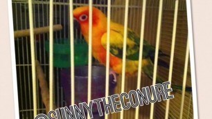 'Sunny\'s Instagram Pictures | SunnyTheConure'