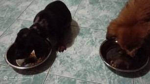 'picky eaters?????no problem SDN dogfood lang amg gamot'