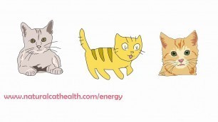 'How To Keep Your Cats Urinary Tract Healthy'