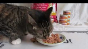 'Lola Enjoys Health Extension Cat Food'