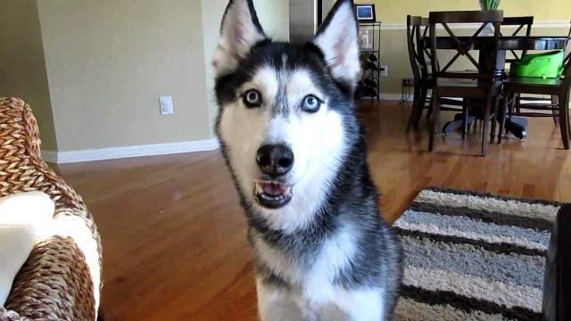 'Mishka the Talking Husky wants Chinese Food! - Dog Talking'