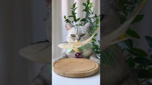 'Cool! Kung Fu Chef Cat Makes Fish Ramen | Homamade Food Recipes | Cute Cat Cooking Food #Shorts'