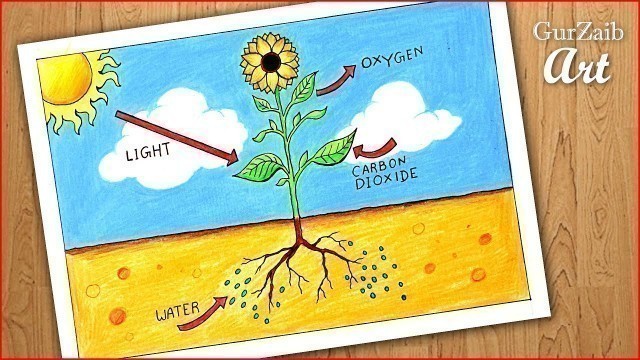 'How to draw photosynthesis process of plants diagram drawing || easy labeled science project'