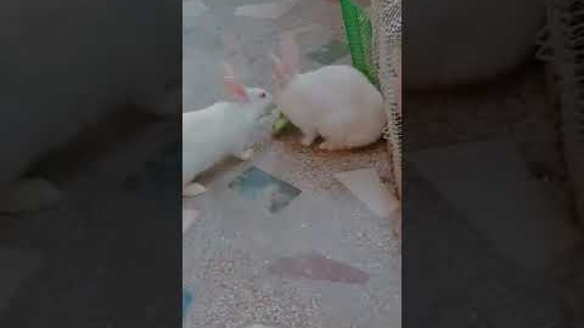 'food fight