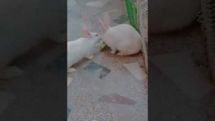 'food fight 