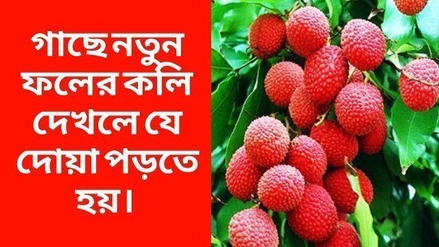 'ফলের কলি দেখলে পড়ার দো‘আ।Islamic Dua।Food Dua।'