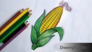 'How to Draw Corn Step by Step (Very Easy)'