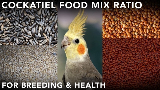 'cockatiel breeding food in tamil | cockatiel seed mix for breeding (தமிழ்)'