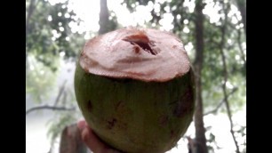 'Coconut Cutting | Green Coconut Water | Street Food Cart'