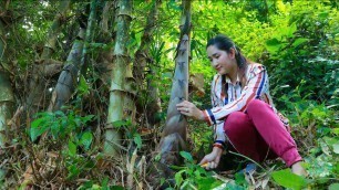 'Wild long bamboo shoot become dried for recipe | Bamboo shoot in the forest'