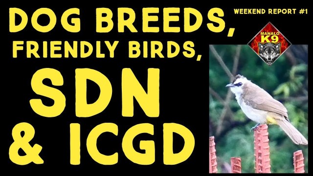 'Dogs, Birds, SDN, and ICGD - Manalo K9 Weekend Report Vlog #1'