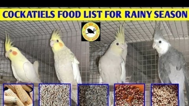 'COCKATIELS FOOD LIST | COCKATIELS FOOD LIST FOR RAINY SEASON |  COCKATIELS FOOD DETAILS | தமிழ் |'