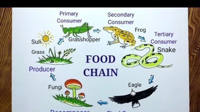 'Easy way to draw Food Chain step by step/Food chain drawing'