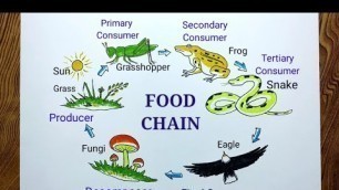 'Easy way to draw Food Chain step by step/Food chain drawing'