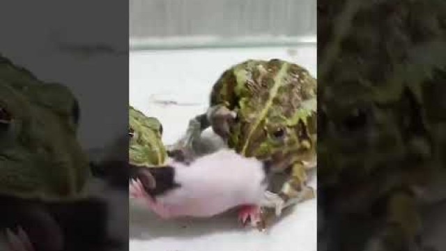 'Fierce food fight'