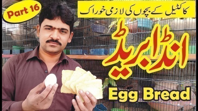 'egg bread | soft food | birds farming in home by waseem part 16 | cocktail | parrot food |'