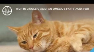 'Purina Pro Plan Focus Urinary Tract Health Adult Wet and Dry Food'