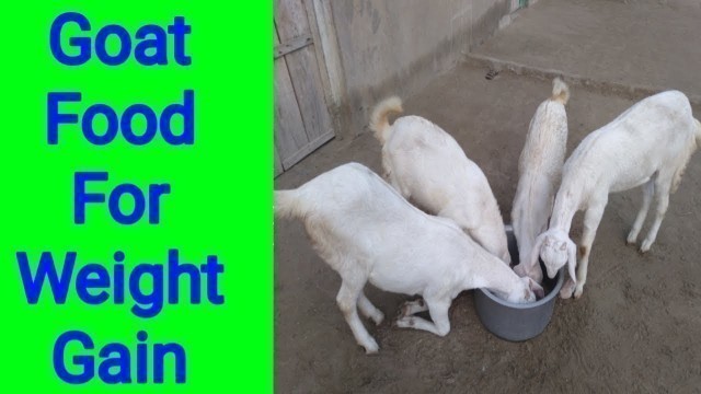 'How To Feed Goat | goat feed for weight gain | best goat feed | baby goat food | goat food'