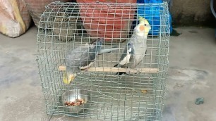 'Cocktail से ब्रीड कैसे ले ।#cocktail  food#cocktail price'