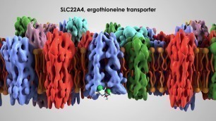 'How drugs and nutrients get into cells'