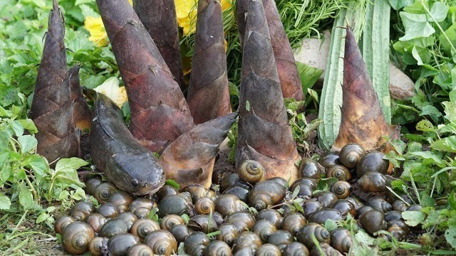 'Finding Snail and Bamboo Shoot for Cooking Food - Eating Snail Bamboo Shoot Soup Recipe'