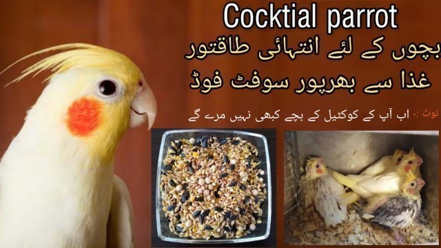 'Soft and Healthy Food for Cocktail parrot  Kids'