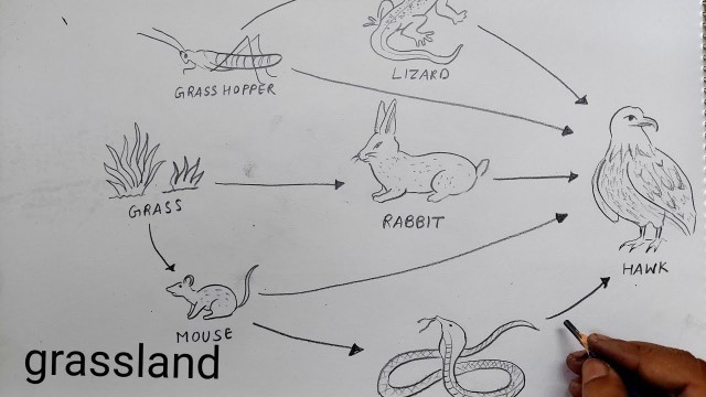 'how to draw foodchain l grassland foodchain'