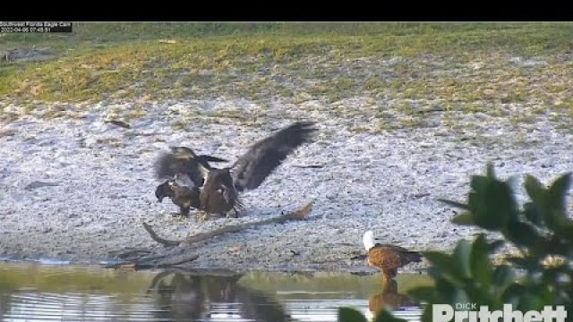 'SWFL Eagles ~ Food Fight At The Pond! E20 Claims Prey - E19 Steals! Closeups E20 On Pylon! 4.6.22'