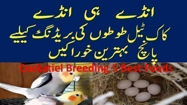 'Cockatiel Breeding 5 Best Khorakien'