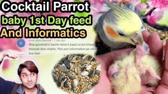 'Cocktail parrot baby First day feed and full information . Urdu/Hindi'