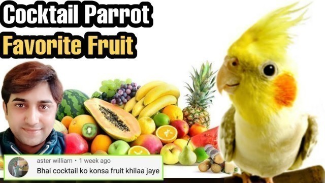 'Cocktail parrot favorite fruit Urdu/Hindi Cocktail parrot channel'