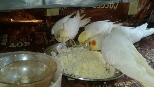 'EGG FOOD HELPS MAKE HEALTHY FERTILITY EGG  FOR ALL BIRDS. //PART - 1//'