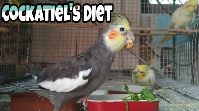 'Cockatiel\'s Diet Plan || What you should Feed your Cockatiels? || Healthy Food for Cockatiels'