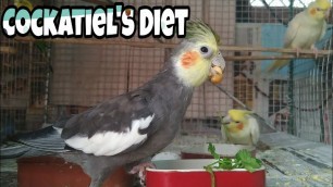 'Cockatiel\'s Diet Plan || What you should Feed your Cockatiels? || Healthy Food for Cockatiels'