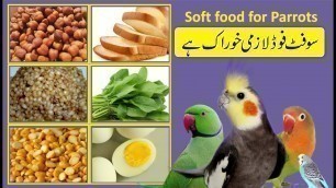 'soft food for parrot | cockatiel soft food | love bird soft food | bywaseem'