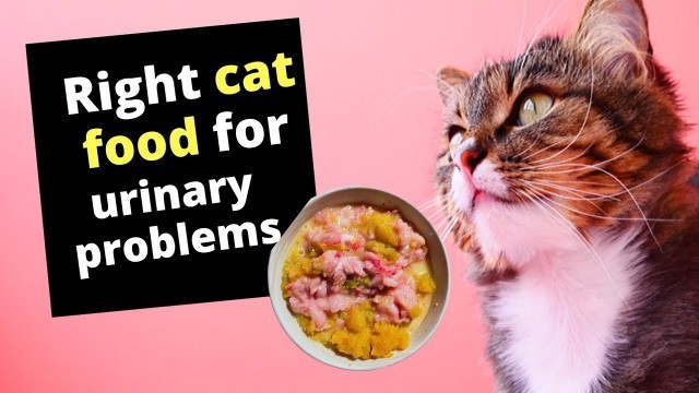 'What is the right cat food for urinary problems?'