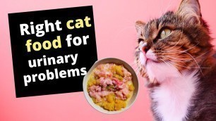 'What is the right cat food for urinary problems?'