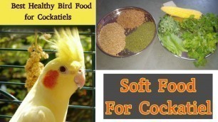 'Cockatiel Soft Food || Cockatiel Diet Full Information In Hindi ||'