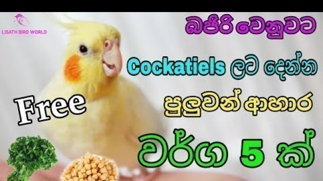 'Best food for cockatiel birds sinhala'