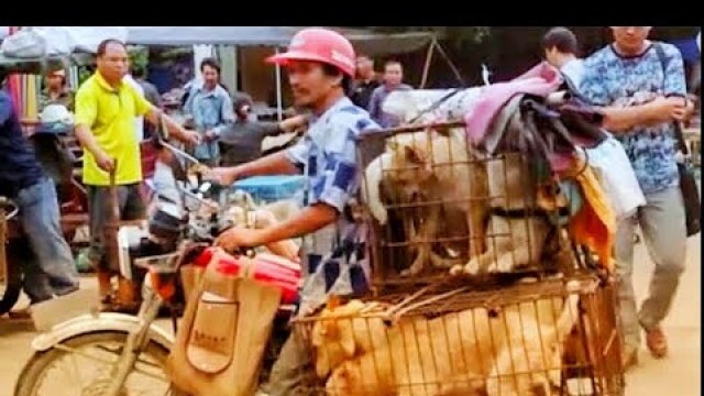 'Wuhan China Meat Market Before Corona Virus 